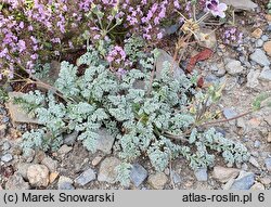 Erodium Smudge