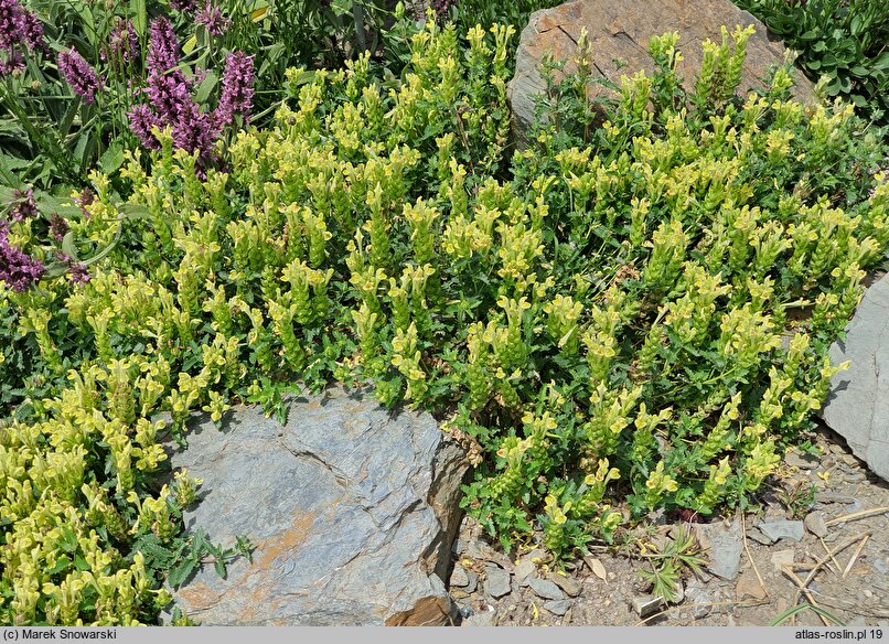 Scutellaria orientalis (tarczyca wschodnia)