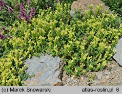 Scutellaria orientalis (tarczyca wschodnia)