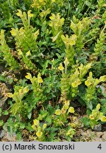 Scutellaria orientalis (tarczyca wschodnia)