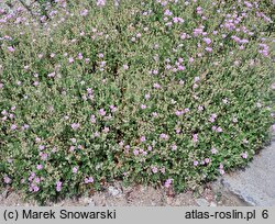 Erodium County Park