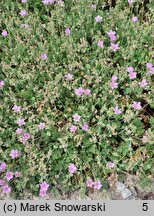 Erodium County Park