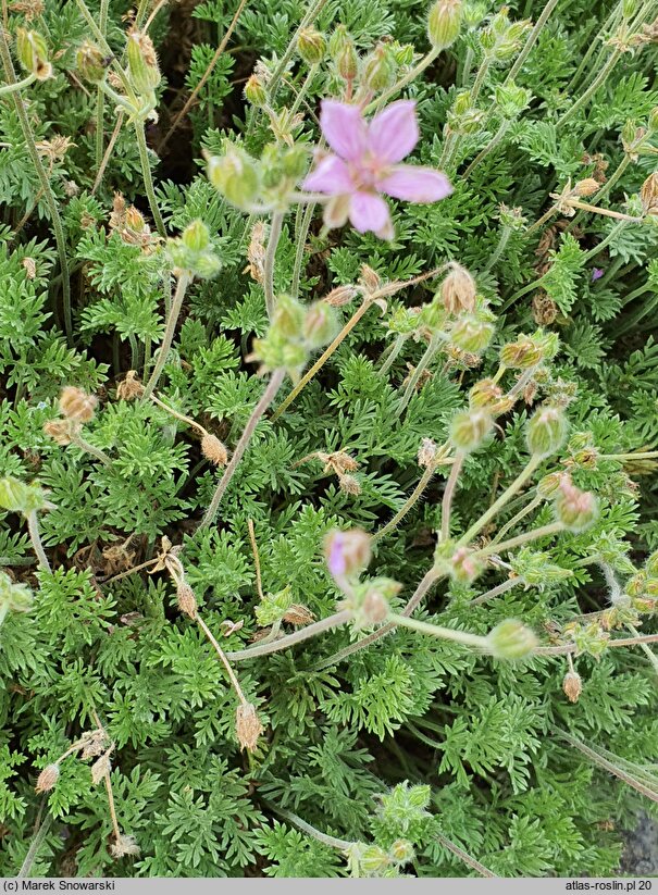 Erodium County Park