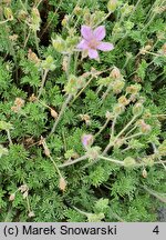 Erodium County Park