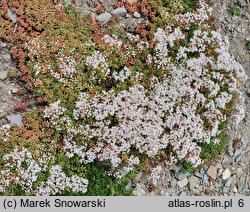 Sedum album Coral Carpet