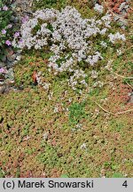 Sedum album Coral Carpet