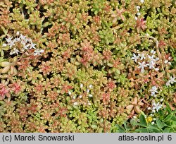 Sedum album Coral Carpet