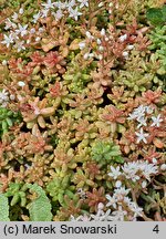 Sedum album Coral Carpet