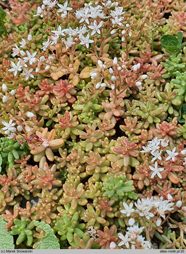 Sedum album Coral Carpet