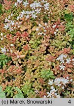 Sedum album Coral Carpet