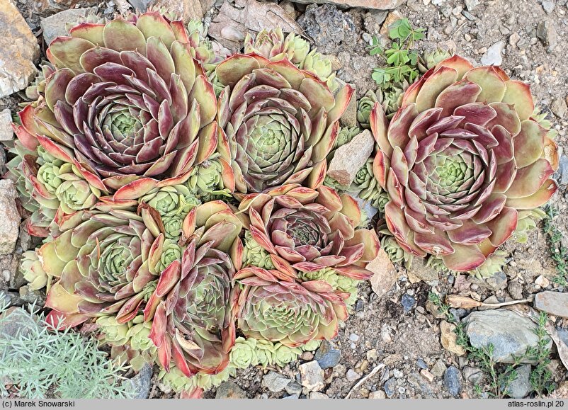 Sempervivum Gray Dawn