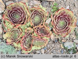 Sempervivum Gray Dawn