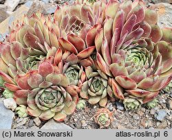 Sempervivum Gray Dawn