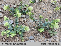 Origanum rotundifolium (lebiodka okrągłolistna)