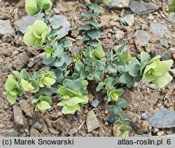 Origanum rotundifolium (lebiodka okrągłolistna)