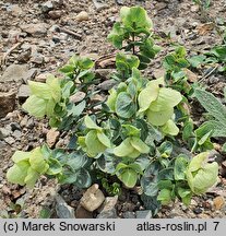 Origanum rotundifolium (lebiodka okrągłolistna)