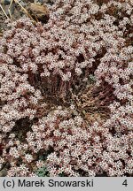 Sedum dasyphyllum (rozchodnik brodawkowaty)