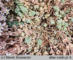 Sedum dasyphyllum (rozchodnik brodawkowaty)