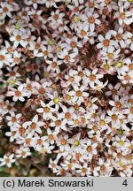 Sedum dasyphyllum (rozchodnik brodawkowaty)