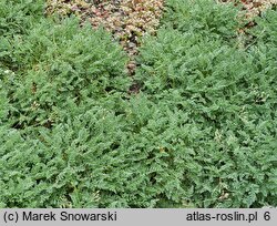 Erodium chrysanthum