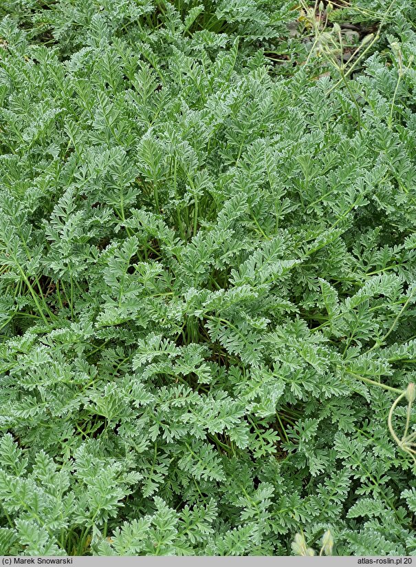 Erodium chrysanthum