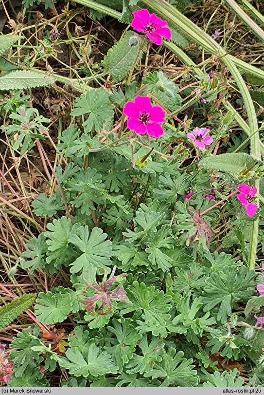 Geranium subcaulescens Signal