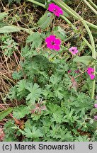 Geranium subcaulescens Signal