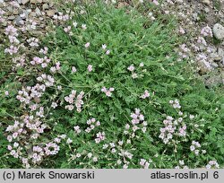 Erodium amanum