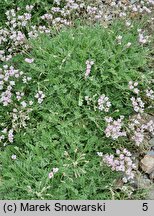 Erodium amanum