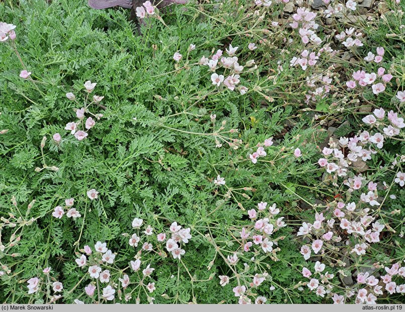 Erodium amanum