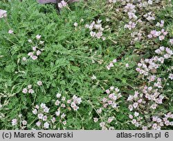 Erodium amanum