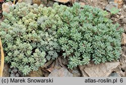 Sedum lydium (rozchodnik lydyjski)