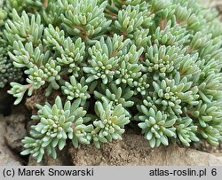 Sedum lydium (rozchodnik lydyjski)