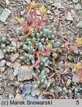 Petrosedum rupestre Minimum