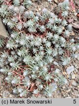 Petrosedum rupestre Minimum