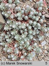 Petrosedum rupestre Minimum