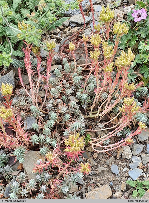 Petrosedum rupestre Minimum