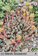 Petrosedum rupestre Minimum