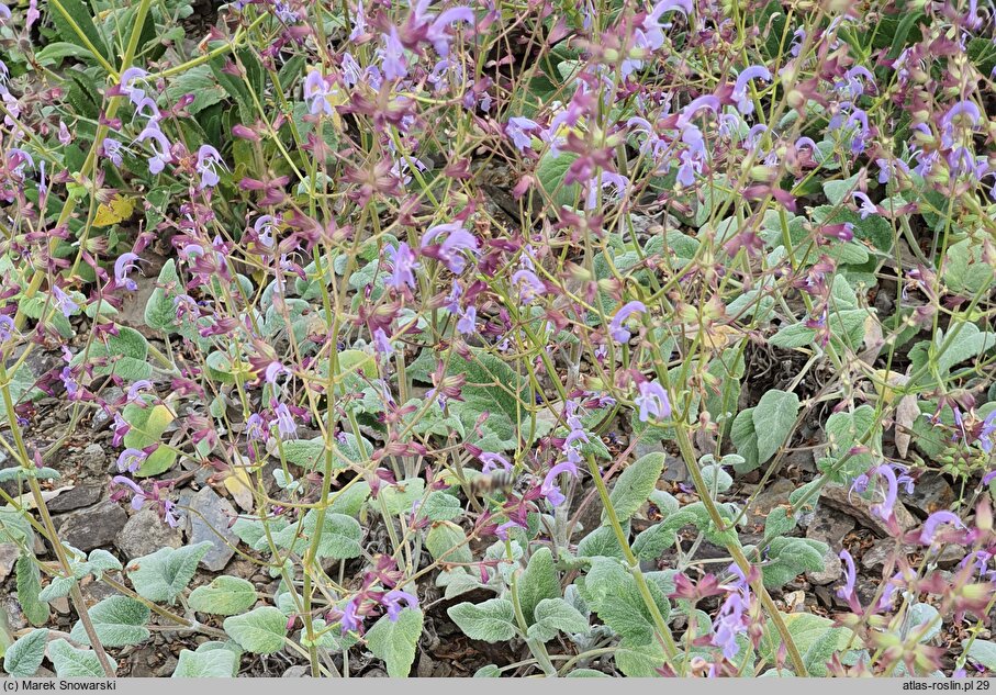 Salvia cyanescens