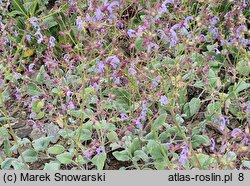 Salvia cyanescens