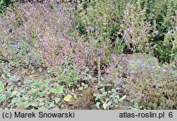 Salvia cyanescens