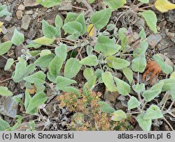 Salvia cyanescens