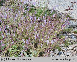 Salvia cyanescens