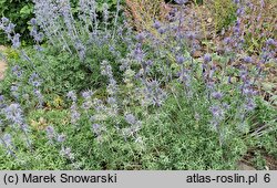 Eryngium bourgatii (mikołajek iberyjski)