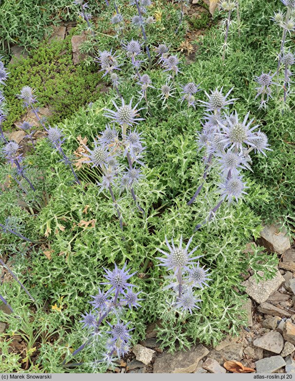 Eryngium bourgatii (mikołajek iberyjski)