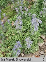 Eryngium bourgatii (mikołajek iberyjski)