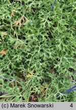 Eryngium bourgatii (mikołajek iberyjski)