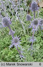 Eryngium bourgatii (mikołajek iberyjski)