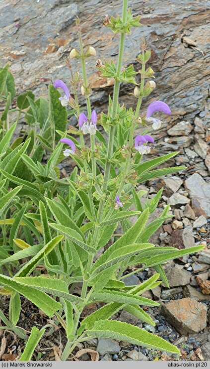 Salvia chrysophylla