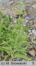 Salvia chrysophylla